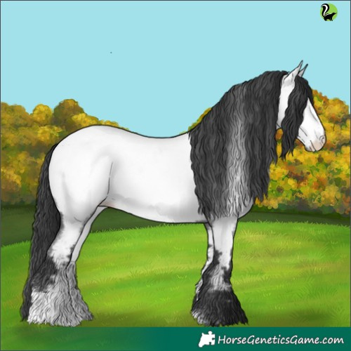 Horse Color:Blue Roan Appaloosa 
