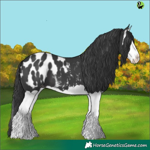 Horse Color:Black Splash Appaloosa 