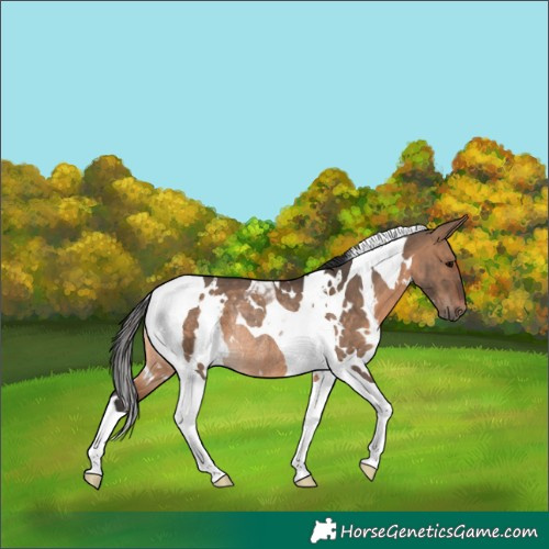 Horse Color:White Spotted Brown Dun Tobiano Rabicano