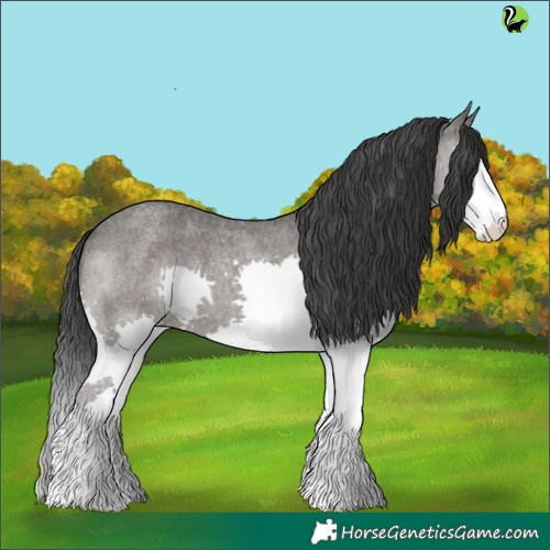 Horse Color:Blue Roan Splash 