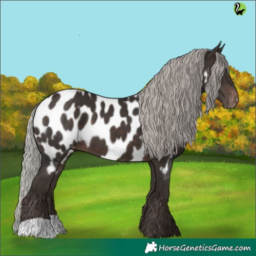 Horse Color:Silver Brown Appaloosa