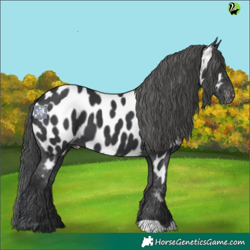 Horse Color:Black Near Leopard