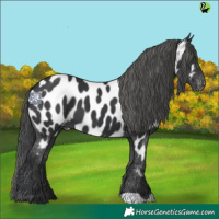Horse Color:Black Near Leopard 