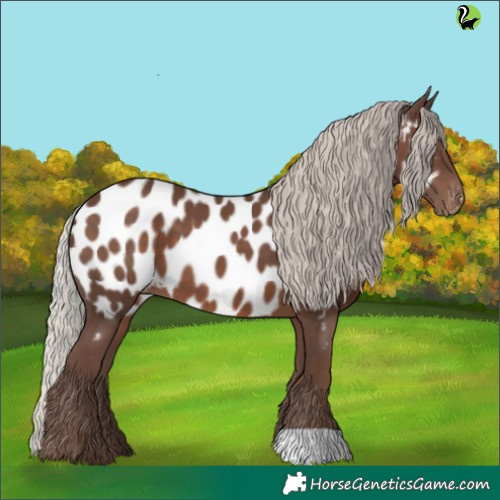 Horse Color:Silver Black Appaloosa 