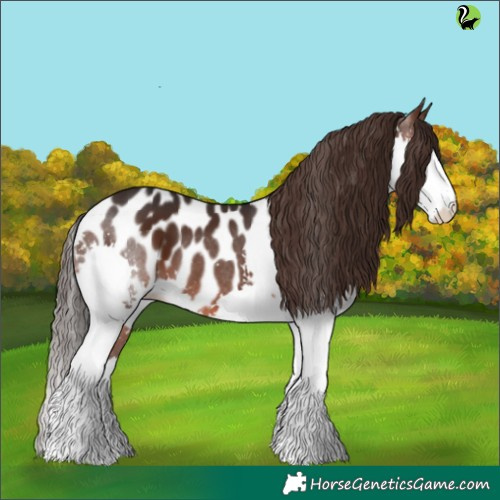 Horse Color:Brown Splash Appaloosa 