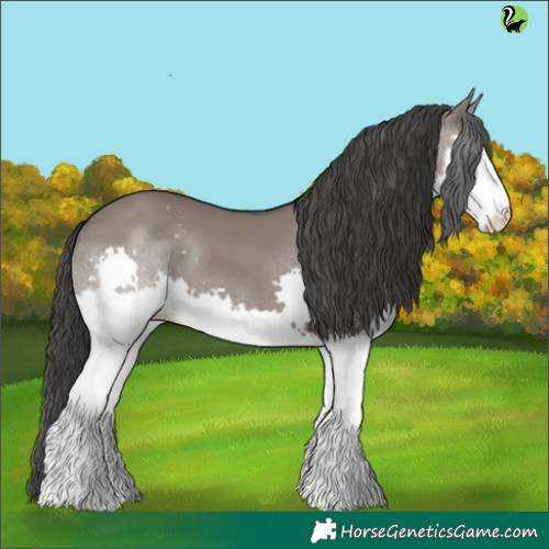 Horse Color:Grullo Splash 