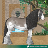 Horse Color:Grullo Splash 