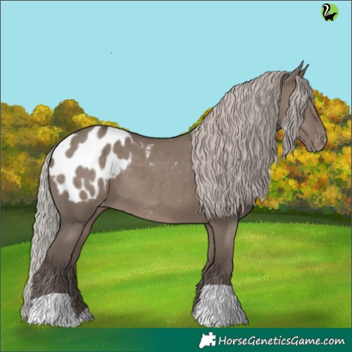 Horse Color:Silver Grullo Appaloosa