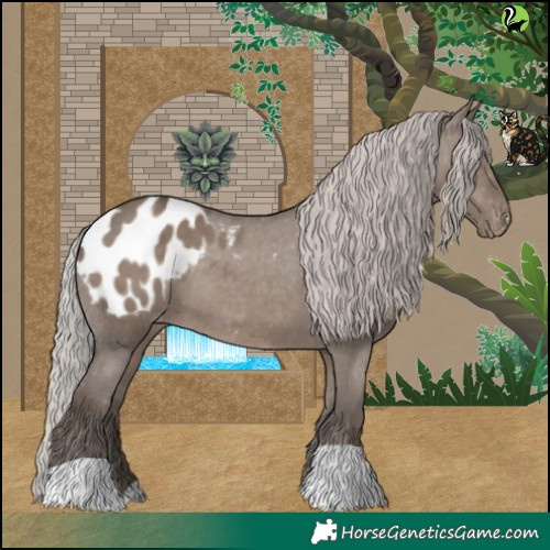 Horse Color:Silver Grullo Appaloosa 