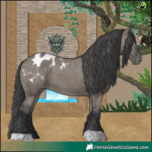 Horse Color:Grullo Appaloosa 