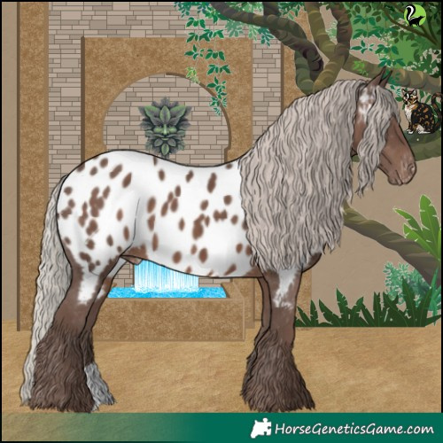 Horse Color:Silver Black Appaloosa