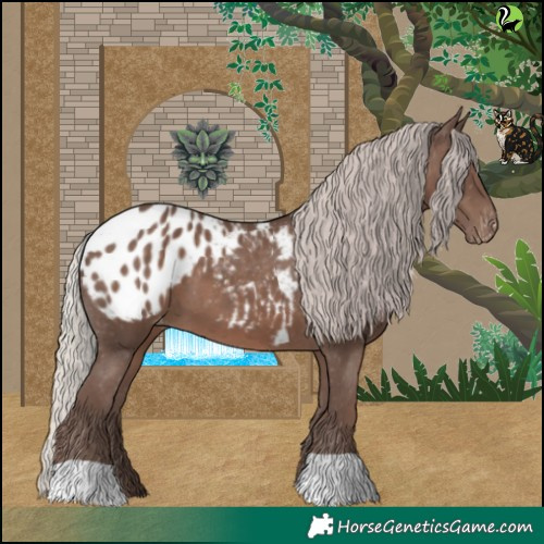 Horse Color:Silver Black Appaloosa 