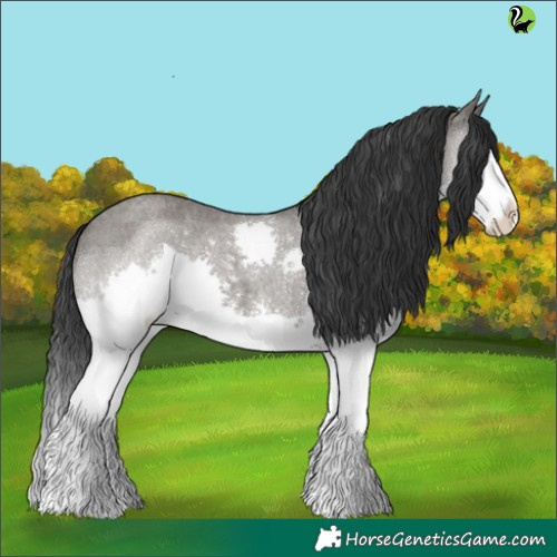 Horse Color:Grullo Roan Splash 