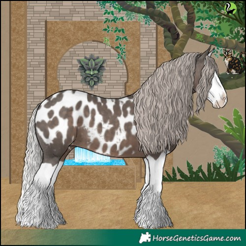 Horse Color:Silver Black Splash Appaloosa 