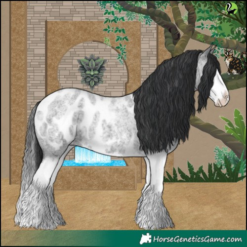 Horse Color:Blue Roan Splash Appaloosa 