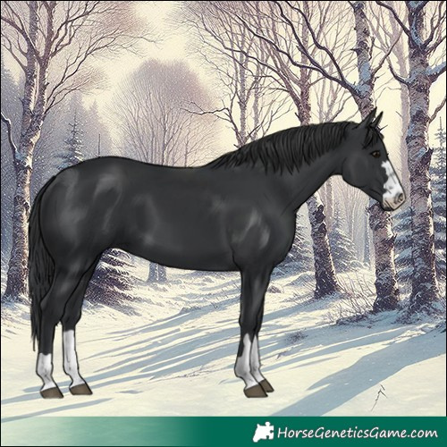 Horse Color:Black 