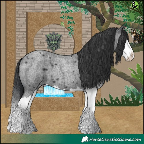Horse Color:Blue Roan Splash 