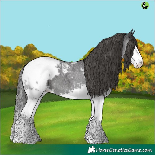 Horse Color:Blue Roan Splash Appaloosa