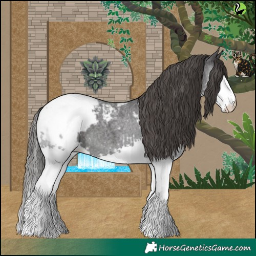 Horse Color:Blue Roan Splash Appaloosa 