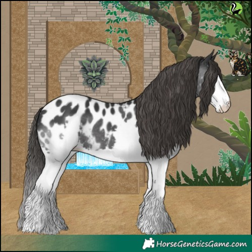 Horse Color:Black Splash Appaloosa 