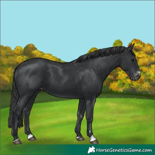 Horse Color:Black Appaloosa 