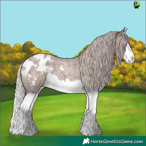 Horse Color:Silver Blue Roan Splash Appaloosa