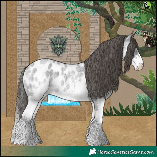 Horse Color:Blue Roan Splash Appaloosa 
