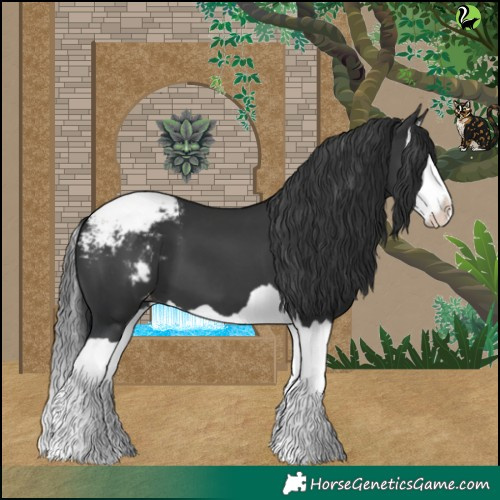 Horse Color:Black Splash Appaloosa 