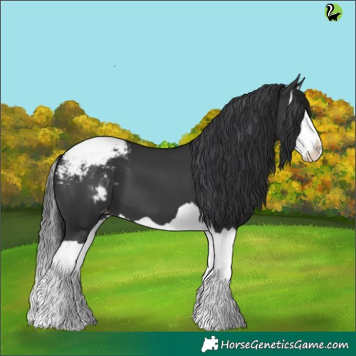 Horse Color:Black Splash Appaloosa