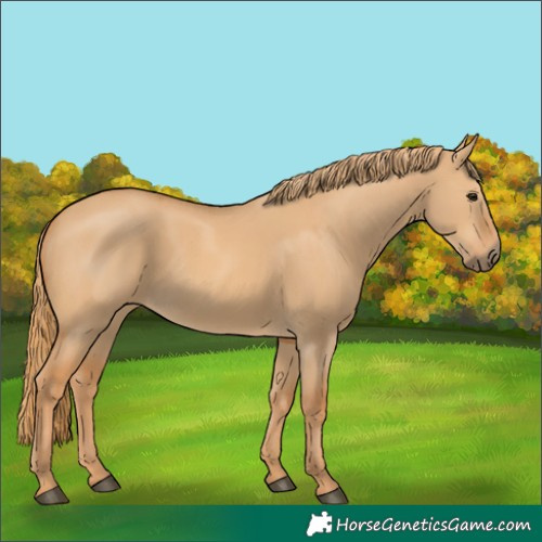Horse Color:Red Dun 