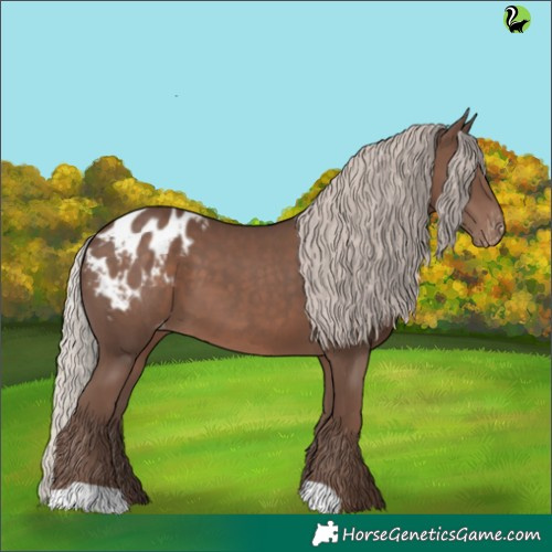 Horse Color:Silver Black Appaloosa 