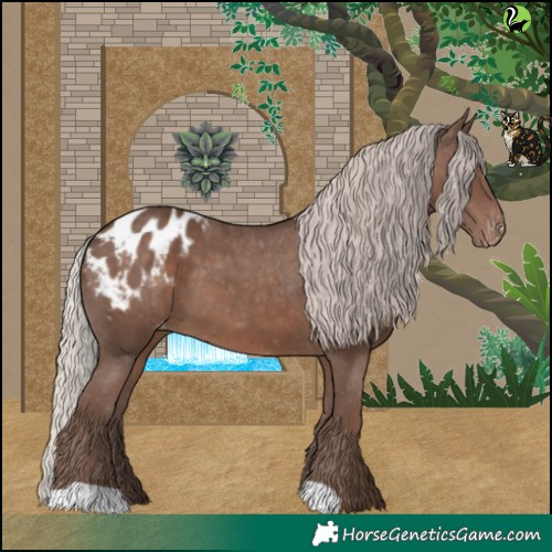 Horse Color:Silver Black Appaloosa 