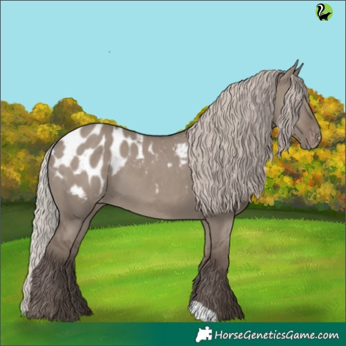 Horse Color:Silver Grullo Appaloosa 
