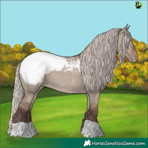 Horse Color:Silver Grullo Appaloosa 