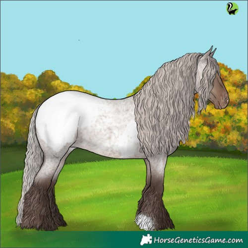 Horse Color:Silver Grullo Roan Appaloosa 
