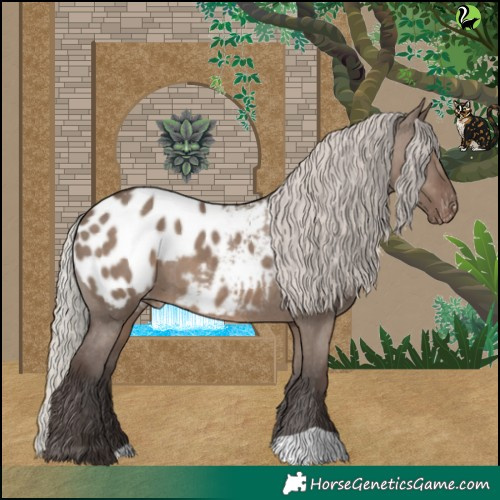 Horse Color:Silver Grullo Appaloosa 