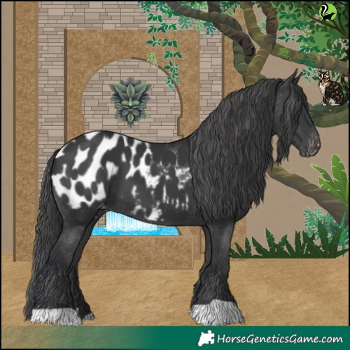 Horse Color:Black Appaloosa 