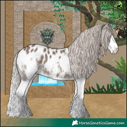 Horse Color:Silver Black Splash Appaloosa 