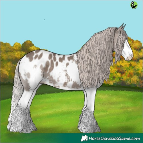 Horse Color:Silver Black Splash Appaloosa 