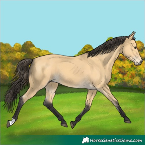 Horse Color:Buckskin