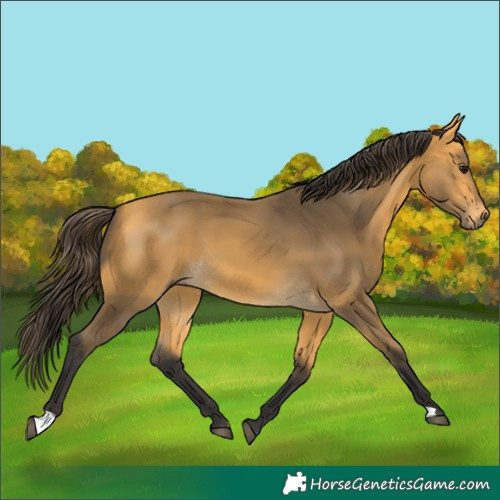 Horse Color:Buckskin