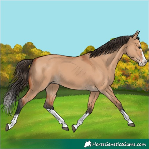 Horse Color:Bay Dun Splash 