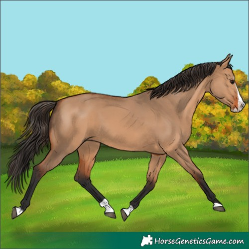 Horse Color:Bay Dun Splash 