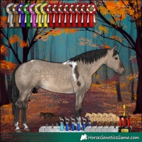 Horse Color:Brown Dun Tobiano 