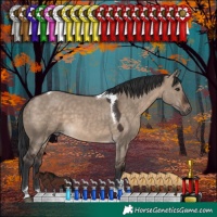 Horse Color:Brown Dun Tobiano 