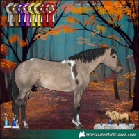 Horse Color:Brown Dun Tobiano 