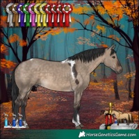 Horse Color:Brown Dun Tobiano 
