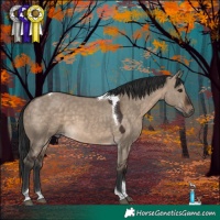 Horse Color:Brown Dun Tobiano