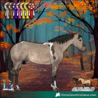 Horse Color:Brown Dun Tobiano 