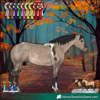 Horse Color:Brown Dun Tobiano 